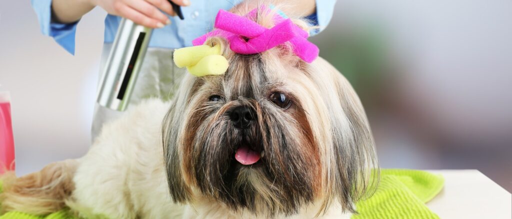 una buena peluquería canina cómo elegirla una buena peluquería canina cómo elegirla