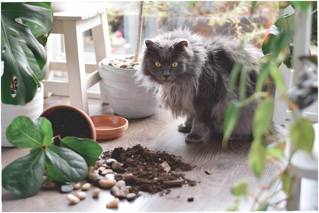 ¿Por qué los gatos tiran cosas? Razones y Soluciones Prácticas
