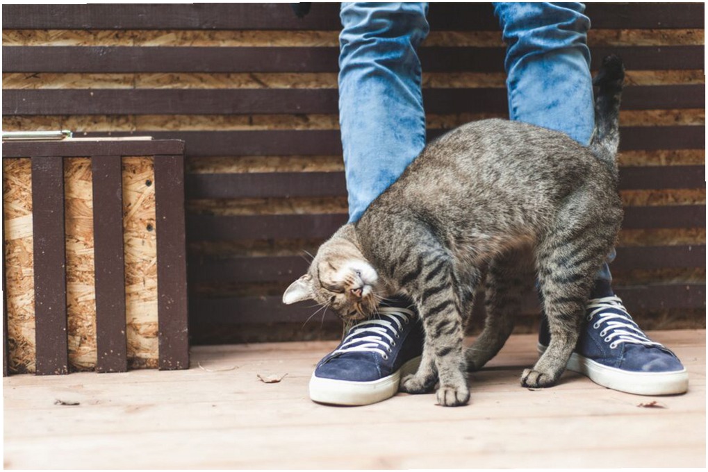 ¿Por Qué los Gatos Se Frotan Contra Ti? Razones y Significado