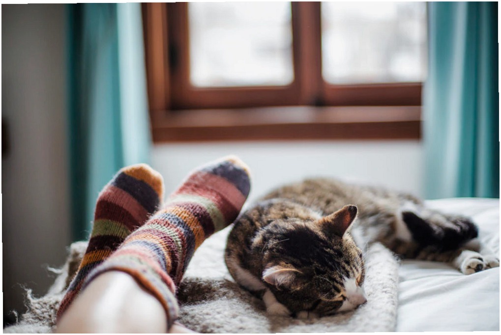 ¿Por qué los gatos duermen tanto? Razones y curiosidades